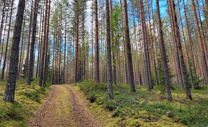 metsämaisema