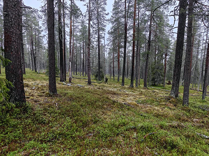 Timo Pyykkö